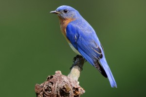 Bluebird