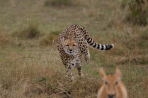 Cheetah with Prey