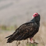 Private Equity Firms are Not Vultures