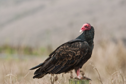 Why Do Vultures Exist?  Let’s Look at Private Equity Firms and Executive Leadership